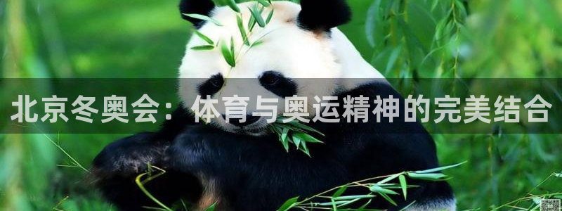 北京冬奥会：体育与奥运精神的完美结合
